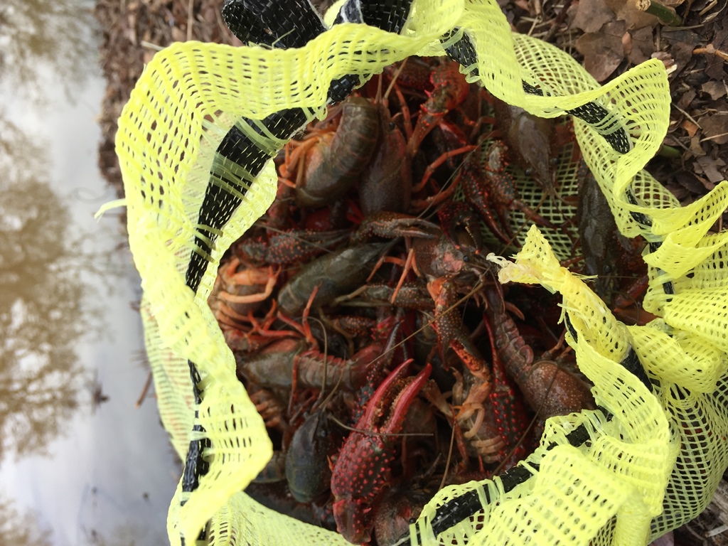 Attached picture 2-17-17 Crawfish (2).jpg